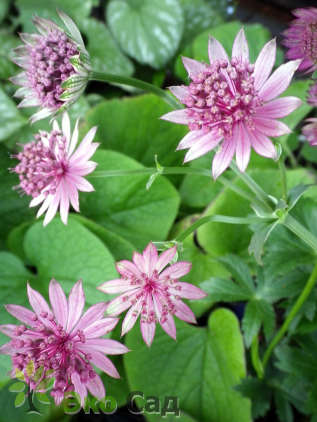 Астранция крупная "Флоренс" (Astrantia major ‘Florence’)