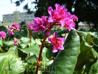 Бадан гибридный "Абендглют" (Bergenia hybride "Abendglut")