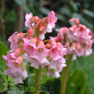 Бадан гибридный "Бэби Долл" (Bergenia hybride "Baby Doll")