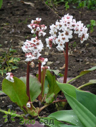 Бадан гибридный "Зильберлихт" (Bergenia hybride "Silberlicht")