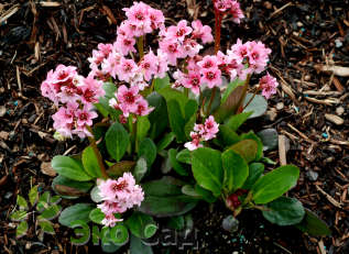 Бадан гибридный "Пинк Дрэгонфлай" (Bergenia hybride "Pink Dragonfly")