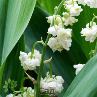 Ландыш майский "Пролификанс"(Convallaria majalis ‘Prolificans’)