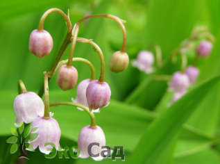 Ландыш майский "Розеа" (Convallaria majalis ‘Rosea’)
