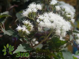 Посконник (Евпаториум) морщинистый "Чоколейт" (Eupatorium rugosum ’Chocolate’)