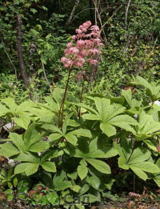 Роджерсия конскокаштанолистная разн. Хенрици (Rodgersia aesculifolia var. henrici )