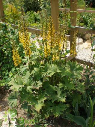 Бузульник Пржевальского (Ligularia przewalskii)