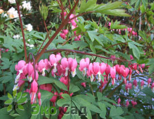 Дицентра великолепная (Dicentra spectabilis)