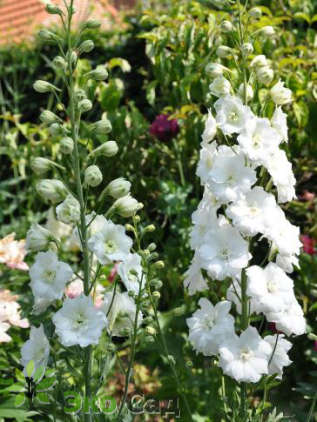 Дельфиниум высокий "Дельфи'c Дьямон" (Delphinium elatum ‘Delphi's Diamant’)