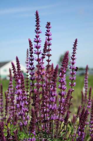 Шалфей дубравный "Аметист" (Salvia nemerosa ‘Amethyst’)