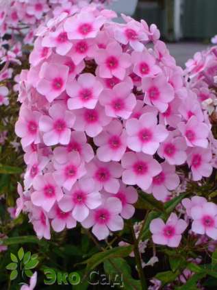 Флокс метельчатый "Брайт Айз" (Phlox paniculata "Bright Eyes") 