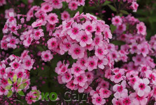 Флокс метельчатый "Оли Старт Пинк" (Phlox paniculata "Early Start Pink")