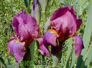 Ирис бородатый "Нью Айдиа" (Iris germanica 'New Idea')