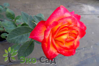 Роза "Алинка"="Ред Голд" (Rose 'Alinka'="Red Gold")