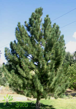 Сосна черная   (Pinus nigra)