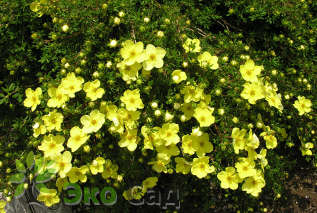 Лапчатка кустарниковая "Еллоу Бёд" (Potentilla fruticosa "Yellow Bird")