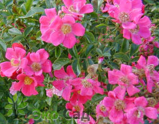 Роза "Томмелиза" (КОРтенай) (Rosa 'Tommelise' ('KORtenay')