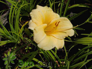 Лилейник гибридный "Мини Перл" (Hemerocallis 'Mini Pearl')