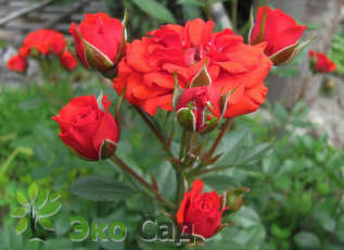 Роза "Оранж Бэбифлор" (Rose 'Orange Babyflor")