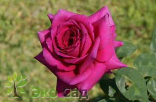 Роза "Биг Пёпл" (Rose 'Big Purple")