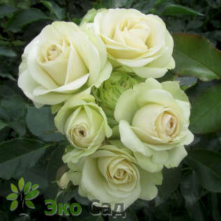 Роза "Лавли Грин" (Rose 'Lovely Green")