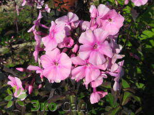 Флокс метельчатый "Валентина" (Phlox paniculata 'Valentina')