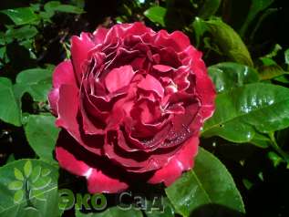 Роза "Барон Жиро де л'Эн" (Rose 'Baron Girod de L’Ain')