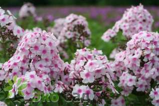 Флокс метельчатый "Европа" (Phlox paniculata 'Europa')