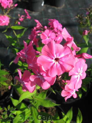 Флокс метельчатый "Вотермелон Панч" (Phlox paniculata 'Watermelon Punch')