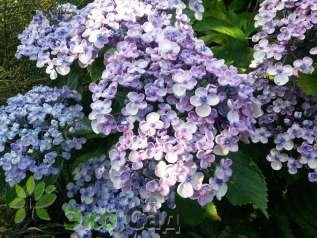 Гортензия крупнолистная "Аиша" (Hydrangea macrophylla ‘Ayesha’) 