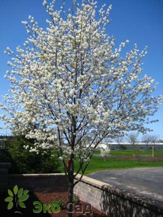 Ирга Ламарка (Amelanchier lamarckii)