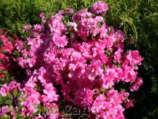 Рододендрон тупой "Петтикоут" (Rhododendron obtusum 'Petticoat')
