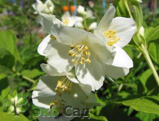 Чубушник Лемуана (Philadelphus Lemoinei)