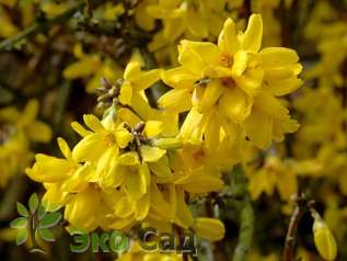 Форзиция "Голдцаубер" ( Forsythia intermedia 'Goldzauber')