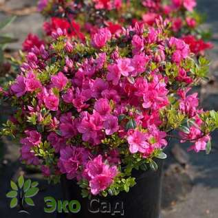 Рододендрон тупой "Анна Франк" (Rhododendron obtusum 'Anne Frank')