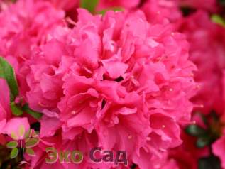 Рододендрон тупой "Мелина" (Rhododendron obtusum 'Melina')