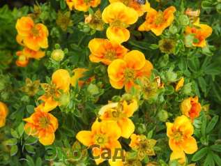 Лапчатка кустарниковая "Манго Танго" (Potentilla fruticosa 'Mango Tango')