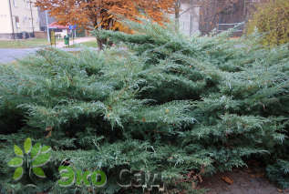Можжевельник виргинский "Хетци" (Juniperus virginiana 'Hetzii')