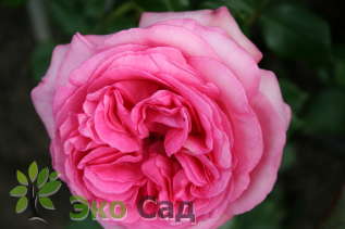 Роза "Вальцертраум" (Rose 'Walzertraum')
