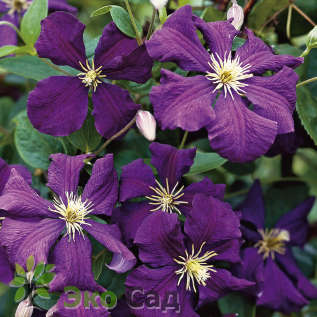 Клематис Жакмана (Clematis 'Jackmanii')