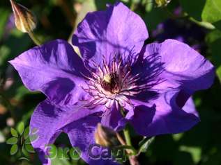 Клематис "Зе Президент" (Clematis 'The President')