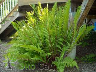 Кочедыжник женский "Леди ин Ред" (Athyrium filix-femina ‘Lady in Red’)