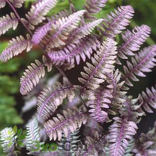 Кочедыжник ниппонский "Бургунди Лейс" (Athyrium niponicum ‘Burgundy Lace’’)