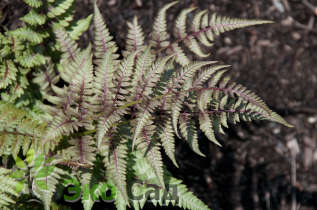 Кочедыжник ниппонский "Ред Бьюти" (Athyrium niponicum ‘Red Beauty’)