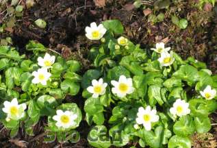 Калужница болотная "Альба" (Caltha palustris ‘Alba’)