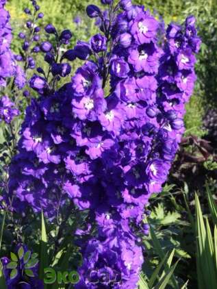 Дельфиниум высокий "Дельфи'с Пауэр" (Delphinium elatum ‘Delphi's Power’)