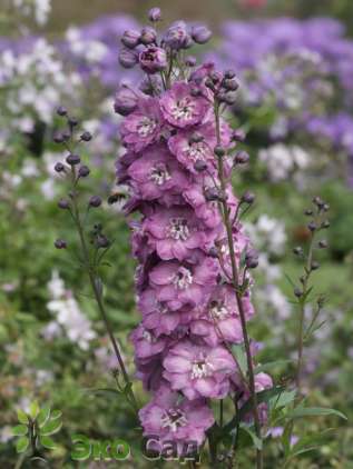 Дельфиниум высокий "Дельфи'с Пинк Пауэр" (Delphinium elatum ‘Delphi's Pink Power’)