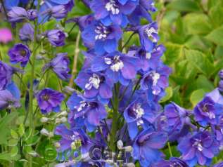 Дельфиниум пацифик "Блю Бёд" (Delphinium pacific ’Blue Bird’)