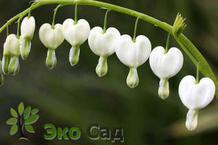 Дицентра великолепная "Альба" (Dicentra spectabilis ‘Alba’)