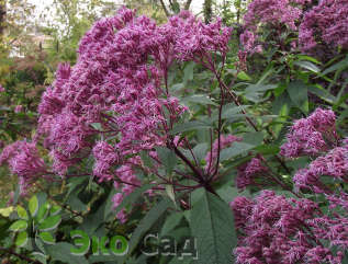 Посконник (Евпаториум) пятнистый "Атропурпуреум" (Eupatorium maculatum ’Atropurpureum’)