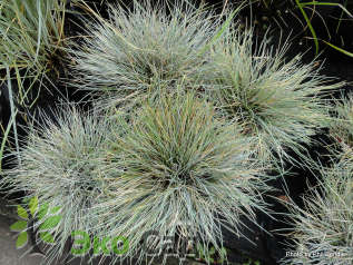 Овсяница сизая (Festuca glauca)